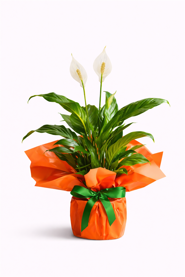 Pozitif Enerji – Barış Çiçeği (Spathiphyllum)