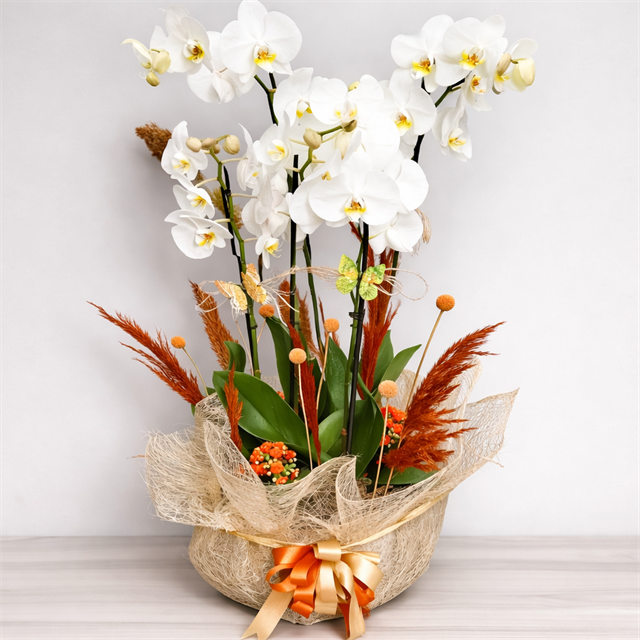 Premium Beyaz 5 Dal Orkide