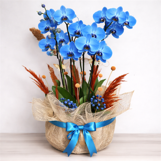 Yeni Başlangıçlara Özel Mavi Orkide