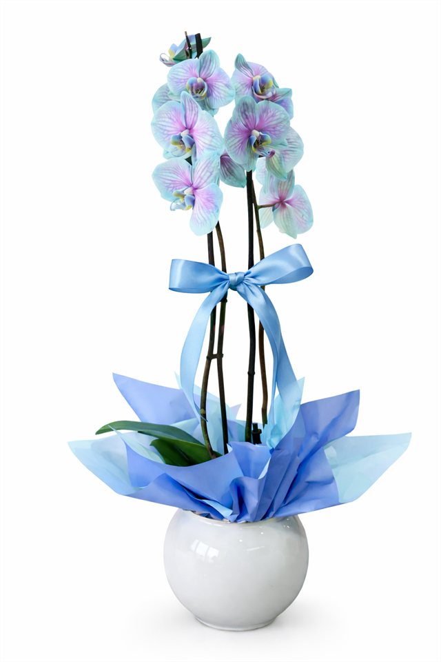 Premium Pastel Orchid Design