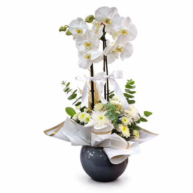 Premium White Phalaenopsis Arrangement