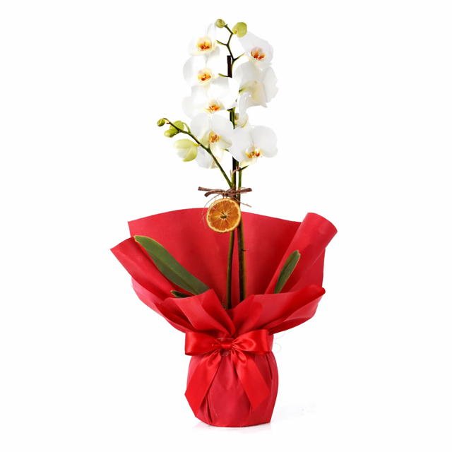 Romantik Dokunuş Tek Dal Beyaz Orkide Tasarımı