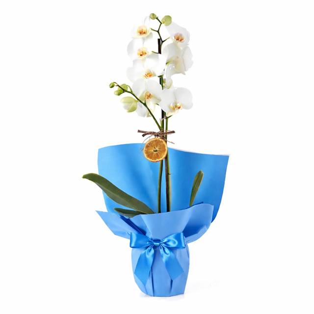 Royal Blue Beyaz Orkide Tasarımı