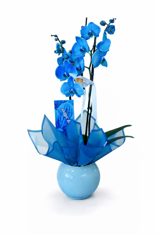 Royal Blue Orchid Arrangement