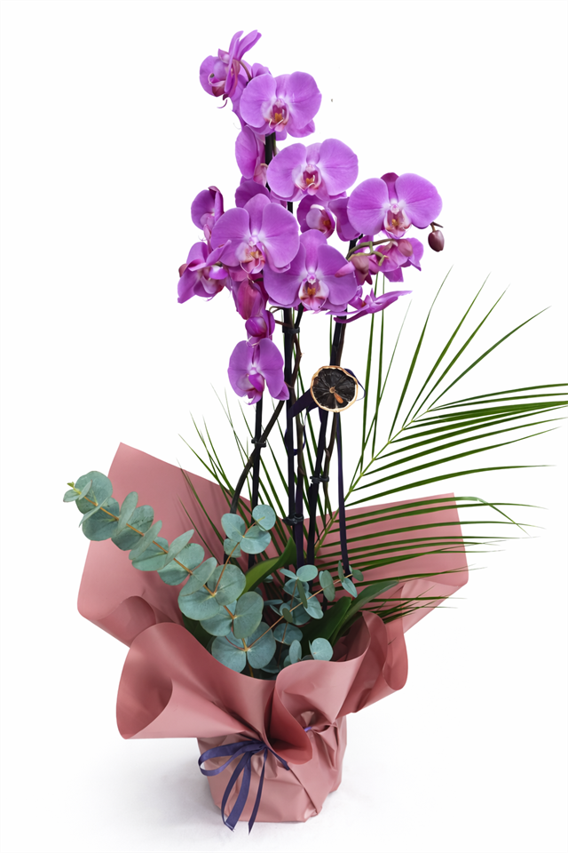 Royal Lavender Orchid