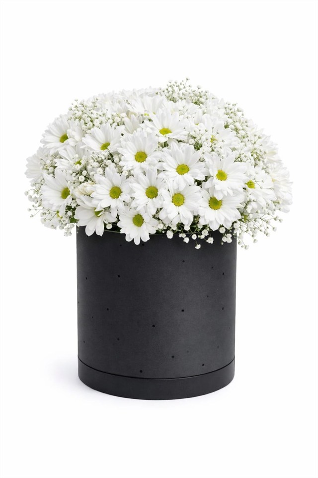 Saf Asalet – Siyah Kutuda Beyaz Papatya Aranjmanı