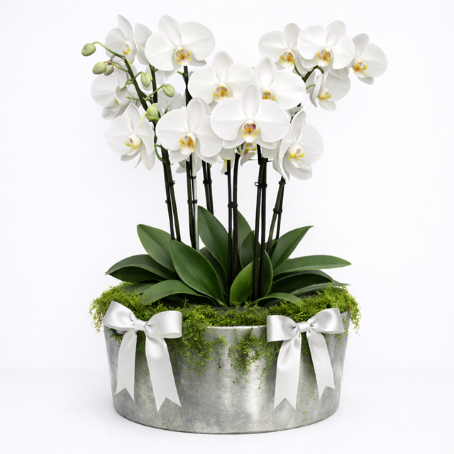 Saf Zarafet – 6 Dal Beyaz Phalaenopsis Orkide
