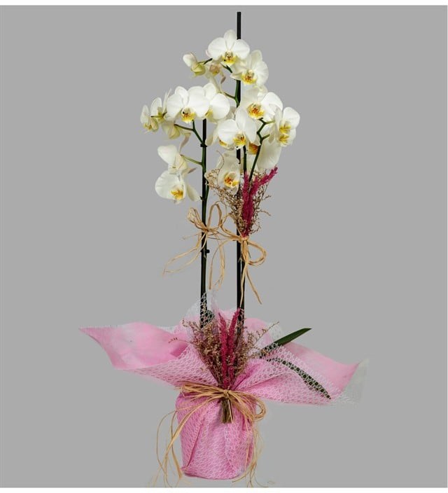 Pembe Zarafet – Çift Dal Beyaz Orkide