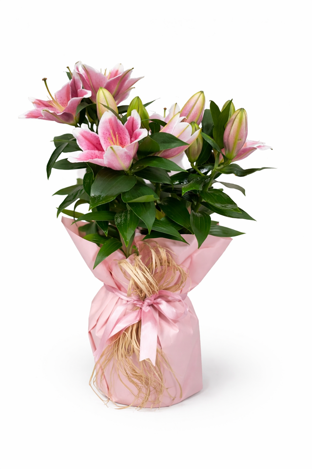 Saksıda Pembe Lilyum