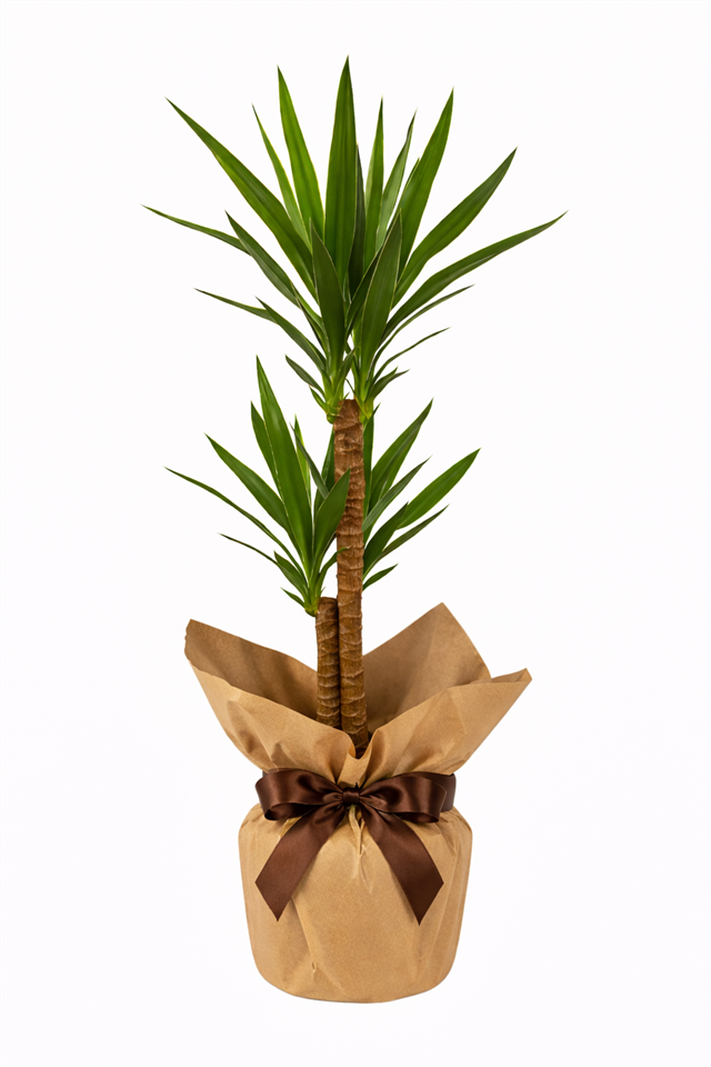 Tropical Yucca Plant