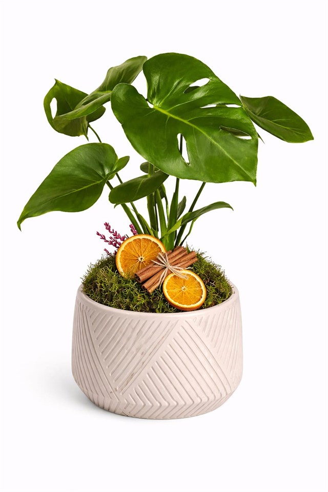 Yeşil Zarafet – Monstera Dekoratif Saksı